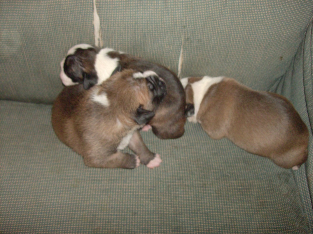 Valley Bulldog Puppies - French's Valley Bulldogs