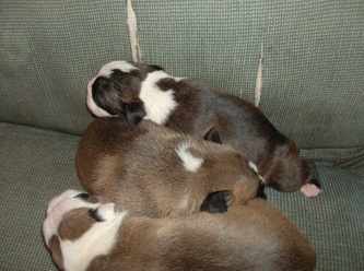 Valley Bulldog Puppies - French's Valley Bulldogs